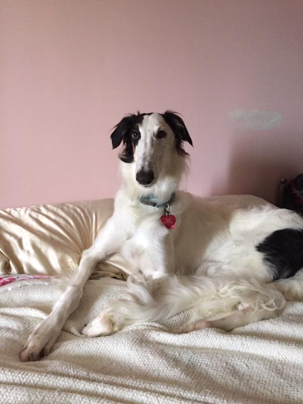 /Images/uploads/Humane Rescue Alliance/HRACalendarPhotoContest/entries/8657thumb.jpg